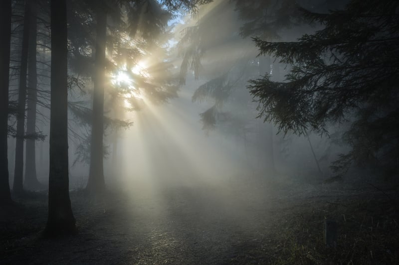 Mystical Woods