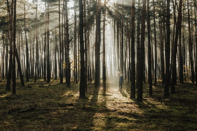 Forest Landscape