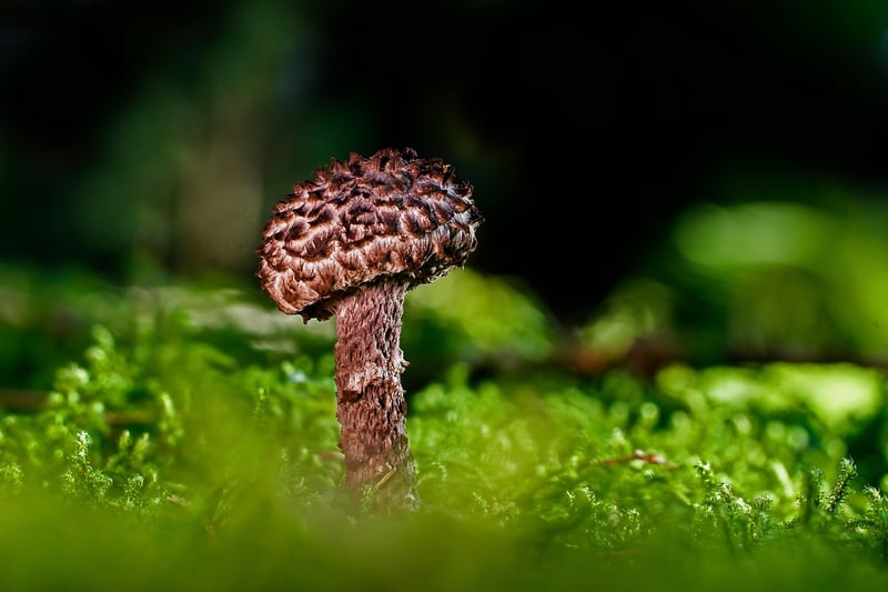 Wild Mushrooms