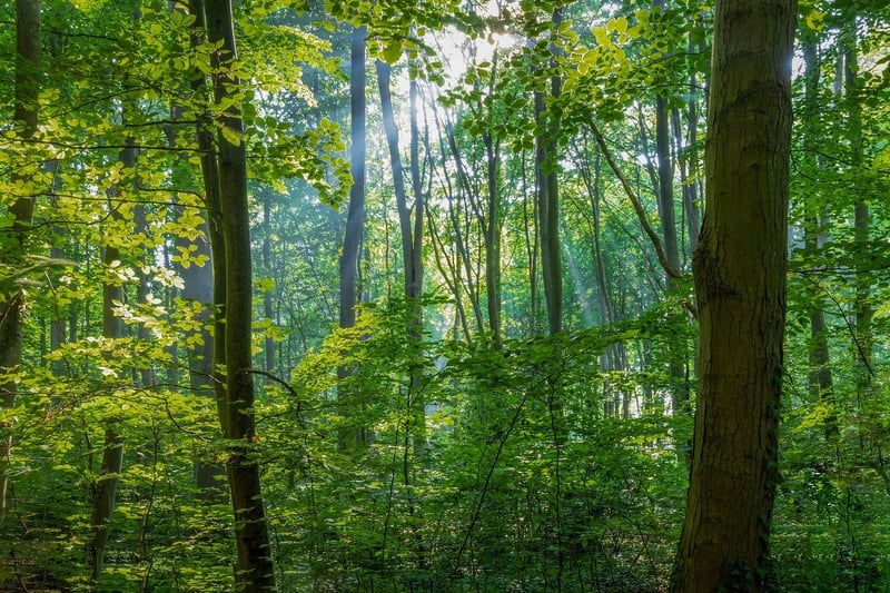 Woodland Setting